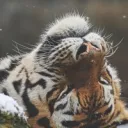 Tigers