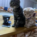 Alpha