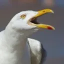 Yeetalia