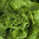 THE LETTUCE CORD