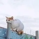 retard