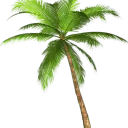 Coconut Tree Collective