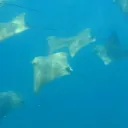 the Church of Stingrayism