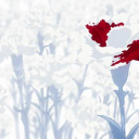 Anime&amp;Waifus Server Icon