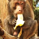 The Banana Joint