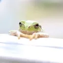 ひなまかろんの部屋