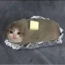Butter cats