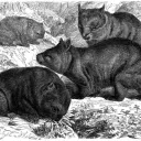 Wombat's Lair