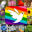 iNaturalist icon