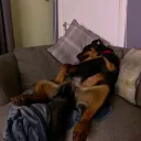 The Dog Pound