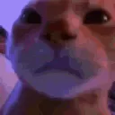 🐱 Tucu Michi 🐱