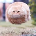 Fat cat :3
