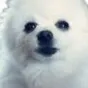The Shibe gamers