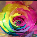 RoseBuds