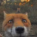 a friend