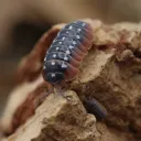Isopods