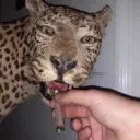 dank boi's couch's icon