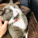 集えいかにすティ
