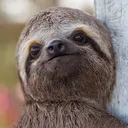 The Sloth Kingdom