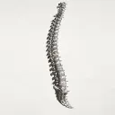 Spinal Cord Injuries