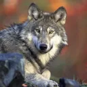Wolfsrudel von Atoxien
