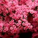 Flower's daisies :)
