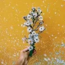Flower's daisies :)