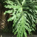Plant Collecters Center