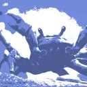 Crab Brave LLC