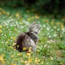 Withering Wilds