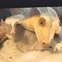 reptilian propaganda
