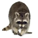 Trash Panda Recycling Co.