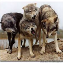 .-* The Valley Pack *-. Server Icon