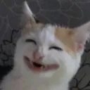 ! MEOWMOJISTAN Autonomous area (autonomy without admins)