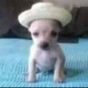 ⊰୭⊱ VEGGIE ARMY ⊰୭⊱