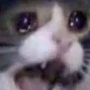 tik tok toe suckers