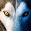 Wolftopia