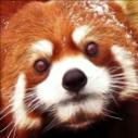 Red Projects icon