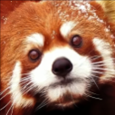 Red Projects icon