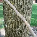 Hitting Trees with sticks fan discord