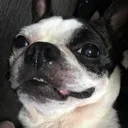 chellは愛犬の名前です