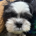 Elf's Dog Folder | Dogs Server avatar