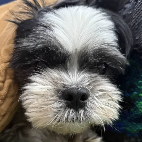 Elf's Dog Folder | Dogs Server banner