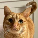 Orange Cat Kingdom