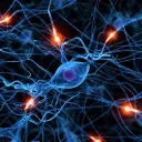 Neuroscience Journal Club
