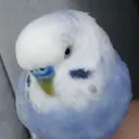 Bird's Vault