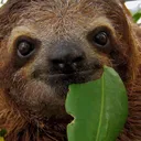 Sloth Gang (Gaming Hub)