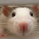 The rat basement Server Icon