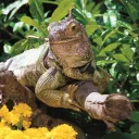 Terraristik-Kleinanzeigen