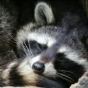 Fluffy Den